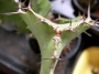 Еуфорбия (Euphorbia Grandicornis)
