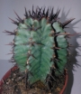 Еуфорбия (Euphorbia horrida striata)