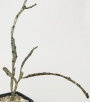 Еуфорбия (Euphorbia Platyclada)