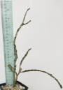 Еуфорбия (Euphorbia Platyclada)