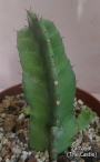 Еуфорбия (EUPHORBIA RESINIFERA)