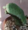 Еуфорбия (EUPHORBIA RESINIFERA)