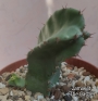 Еуфорбия (EUPHORBIA RESINIFERA)