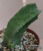 Еуфорбия (EUPHORBIA RESINIFERA)