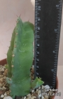 Еуфорбия (EUPHORBIA RESINIFERA)