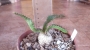 Еуфорбия (Euphorbia stellata)