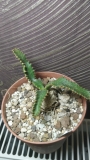 Еуфорбия (Euphorbia stellata)
