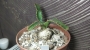 Еуфорбия (Euphorbia stellata)