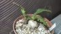 Еуфорбия (Euphorbia stellata)