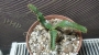 Еуфорбия (Euphorbia stellata)