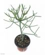 Еуфорбия (Euphorbia tirucalli)