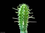 Еуфорбия фимбриата (Euphorbia fimbriata)