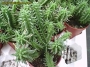 Еуфорбия фимбриата (Euphorbia fimbriata)