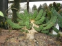 Еуфорбия медуза (Euphorbia caput-medusae, Euphorbia pugniformis)