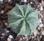 Еуфорбия мелоформис (Euphorbia meloformis)