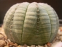Еуфорбия обеса (Euphorbia obesa)