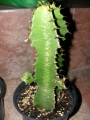 Еуфорбия тригона (Euphorbia trigona)