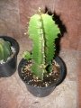 Еуфорбия тригона (Euphorbia trigona)
