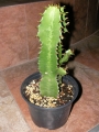 Еуфорбия тригона (Euphorbia trigona)