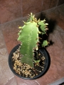 Еуфорбия тригона (Euphorbia trigona)