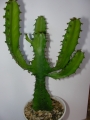 Еуфорбия тригона (Euphorbia trigona)