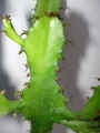 Еуфорбия тригона (Euphorbia trigona)