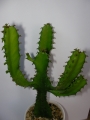 Еуфорбия тригона (Euphorbia trigona)