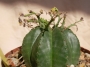 Еуфорбия валида (Euphorbia valida)
