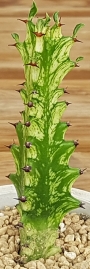 Еуфорбия (EUPHORBIA trigona variegata, 청하각금)