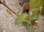 Евкалипт, Лимонов евкалипт (Eucalyptus citriodora Lemon Fresh)