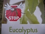 Евкалипт, Лимонов евкалипт (Eucalyptus citriodora Lemon Fresh)