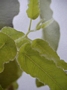 Евкалипт, Лимонов евкалипт (Eucalyptus citriodora Lemon Fresh)