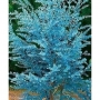 Евкалипт (Eucalyptus)