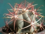 Ферокактус емори (Ferocactus emoryi)