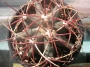 Ферокактус емори (Ferocactus emoryi)