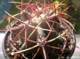 Ферокактус емори (Ferocactus emoryi)