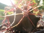 Ферокактус емори (Ferocactus emoryi)