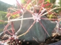 Ферокактус емори (Ferocactus emoryi)