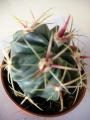 Ферокактус (Ferocactus)