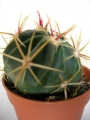 Ферокактус (Ferocactus)