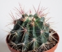 Ферокактус (Ferocactus)