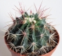 Ферокактус (Ferocactus)