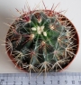 Ферокактус (Ferocactus)