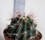 Ферокактус (Ferocactus)