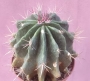 Ферокактус (Ferocactus)