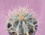 Ферокактус (Ferocactus)