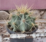 Ферокактус (Ferocactus)