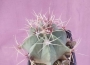 Ферокактус (Ferocactus)