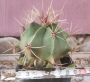 Ферокактус (Ferocactus)