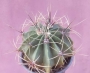 Ферокактус (Ferocactus)
